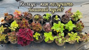 МАЛО КТО ЗНАЕТ что КОЛЕУС вырщивают только таким способом!