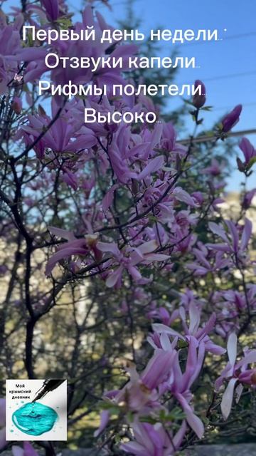 🌸Красивого понедельника вам в ленту... В Севастополе зацвела магнолия
