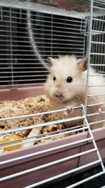 Мой хомяк Стёпа!🐹🐹🐹🐹