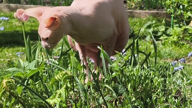 Василий занят любимым делом - жует траву и тупит