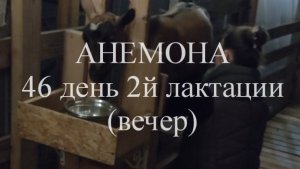 АНЕМОНА кн50 46 день 2й лактации (вечер).mp4