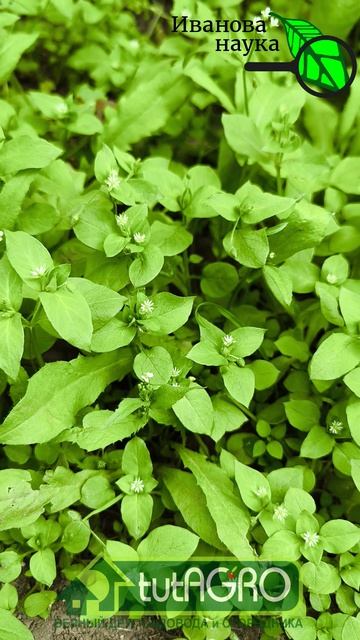 🌿 НЕ БОРИТЕСЬ! 5 Сорняков, которые НАКОРМЯТ весь огород. Бесплатное удобрение для огорода.