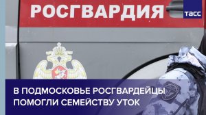 В Подмосковье Росгвардейцы перекрыли шоссе ради семейства уток