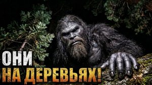 ОНИ НА ДЕРЕВЬЯХ! ► Смотрело сверху