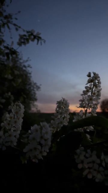 Звуки вечерней лениногорской природы.