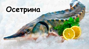 Разделка осетра