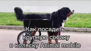 Как посадить крупную собаку в коляску
