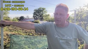 Борьба с клещём на винограднике.