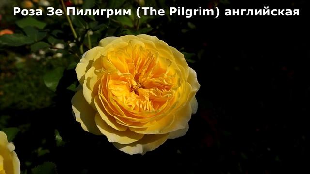 13 ЛУЧШИХ ЖЕЛТЫХ РОЗ.