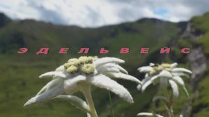 NVEExport.0004