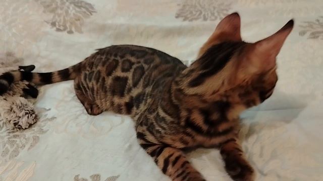 Даниэль Алис-Бриллиант, 4 мес.