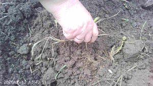 Сажаем с мамой рассаду томатов сорта Оля Ф1 в огород