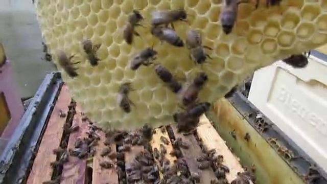 улей с минимумом осмотров , как я ставлю второй корпус и делаю узко высокое гнездо перед подстановко