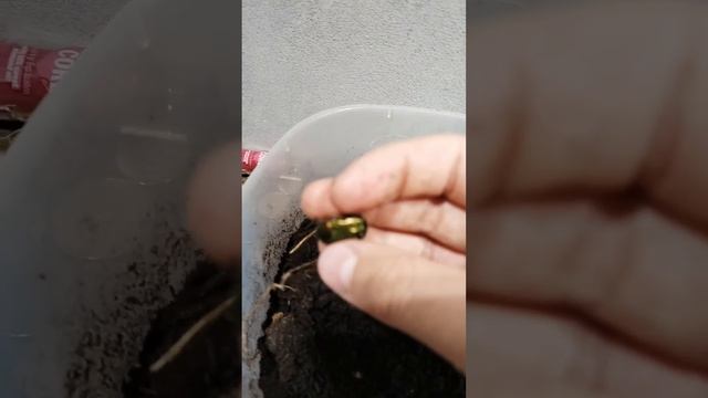 Мои жуки бронзовки!