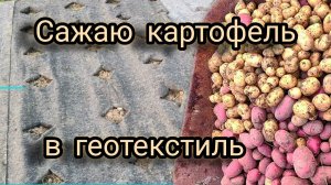 Мой опыт посадки картофеля под геотекстиль