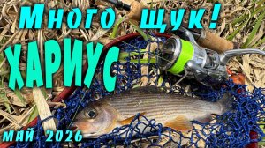 Много щук. Хариус #3. Рыбалка в Ленинградской области. Май 2026.
