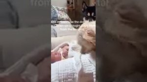 Собаки защищают младенцев. Трогательные моменты.