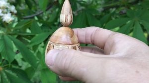 Шкатулка на цветущем каштане