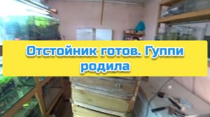 Отстойник готов. Гуппи родила