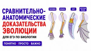 СРАВНИТЕЛЬНО-АНАТОМИЧЕСКИЕ ДОКАЗАТЕЛЬСТВА ЭВОЛЮЦИИ ДЛЯ ЕГЭ ПО БИОЛОГИИ
