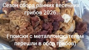 Поиски с металлоискателем перешли в сбор грибов - строчки.