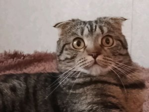 Полина и Настя