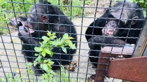 Я принесла пюрешки Сене и Джудит, но Сеня в печали, а Джуди как всегда удивляет сообразительностью❤️