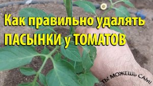 Как правильно удалять ПАСЫНКИ у томатов