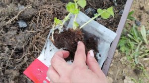 Дачные выходные. Первая поездка на дачу. Май 2026г.