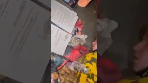 Хотел вступить в легион «Свобода России». Задержан ФСБ