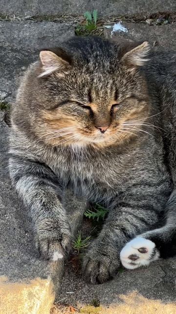 Главный на районе ✨ Лесной кот Барсик