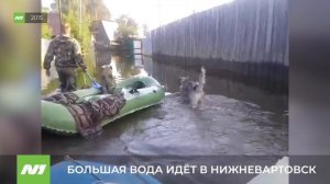 Уровень воды в Оби растёт как в 2015 году. Нижневартовск