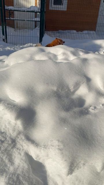 ЗИМНИЙ КАЙФ для лаек и шпицев! WINTER BLISS For Laikas And Spitzes!