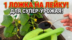 1 ЛОЖКА на ЛЕЙКУ и ЛЬЮ ПОД КАЖДЫЙ КУСТ ОГУРЦОВ!