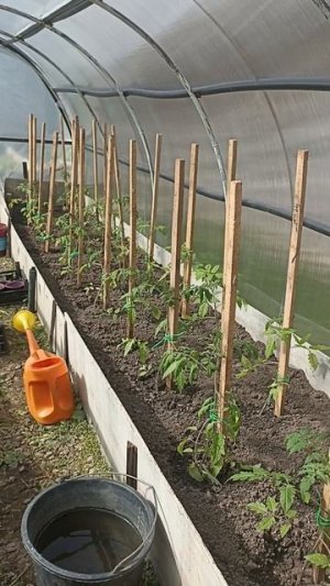 ПОСАДИЛИ ПОМИДОРЫ 🍅