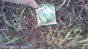 Обзор и прополка кабачка сорта «Куркузелле» недавно посеянного сразу в огород