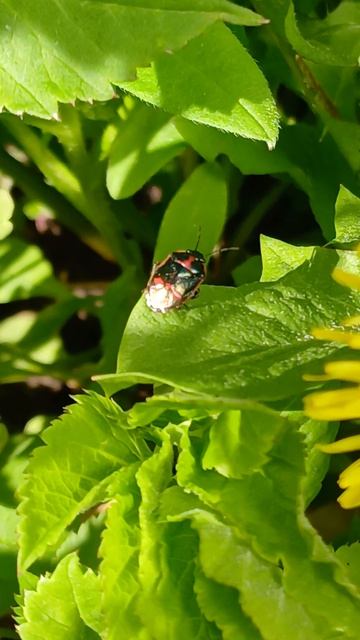 Клоп рапсовый ( Eurydema oleracea)