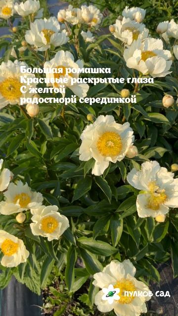 Пион Clair De Lune\Клер Де Лун смотреть онлайн