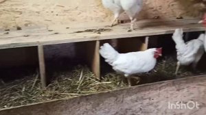 Живем в деревне, _ Зачем посадила лук_Архив