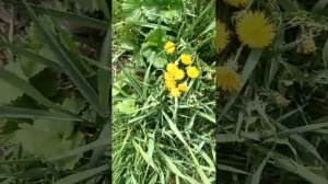 Угадаем растения , слушаем музыку