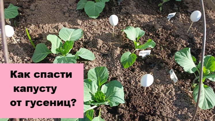 Как я защищаю капусту от бабочки-белянки с помощью скорлупы яиц?