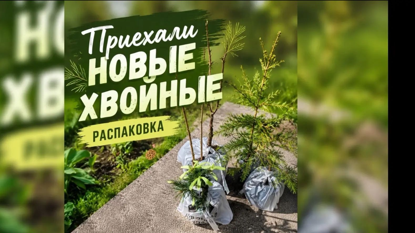 Приехали новые хвойные. Распаковка