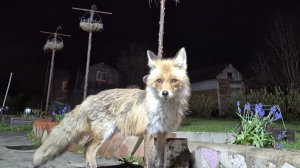 (1271) Лиса приходит в гости. Май 2026