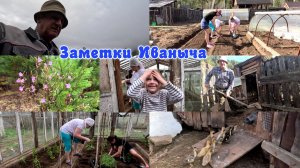 Зацвел багульник, посев грядок, высадили помидоры в теплицу.
