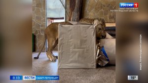 Вести Санкт-Петербург. Выпуск 08.35 от 12.05.2026