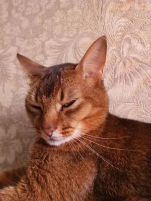 вечерняя трансляция