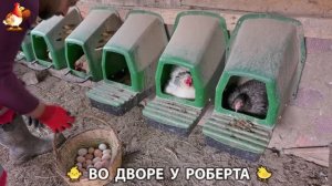 Содержание кур в домашних условиях и других птиц во дворе у Роберта 🐣🐤🦆🐔🪿🦃 (494)
