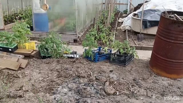 Холод на черемуху закончился пора лук сажать