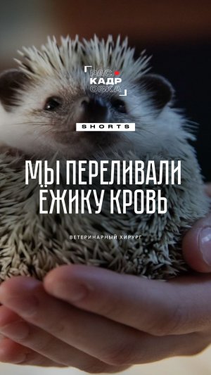 Как оперировали ёжика? 🦔 Рассказывает ветеринарный хирург