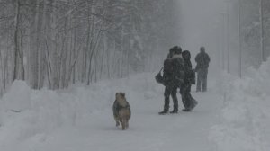 Майский апокалипсис: Ноябрьск отрезало от мира снегом